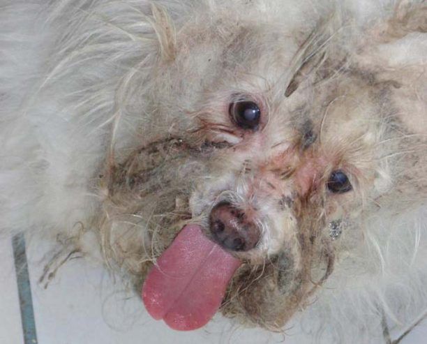 Νέα Ιωνία: Άφηνε το σκυλί να σαπίζει στο μπαλκόνι του σπιτιού της